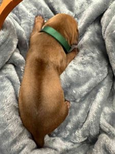 ridgeback puppies for sale austin texas 2025 litter dark green ridgeback puppies for sale austin texas 2025 litter dark green
