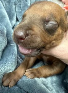 ridgeback puppies for sale austin texas 2025 litter dark green ridgeback puppies for sale austin texas 2025 litter dark green
