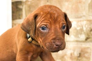 rhodesian-ridgeback-breeder-beige-1 rhodesian ridgeback breeder beige