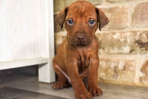 rhodesian-ridgeback-breeder-beige-2 rhodesian ridgeback breeder beige