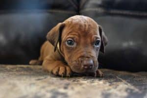 rhodesian-ridgeback-breeder-beige-3 rhodesian ridgeback breeder beige