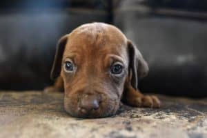 rhodesian-ridgeback-breeder-beige-4 rhodesian ridgeback breeder beige