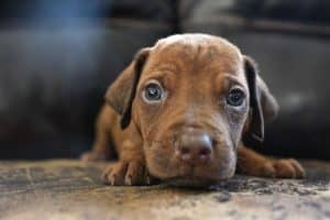 rhodesian-ridgeback-breeder-beige-5 rhodesian ridgeback breeder beige