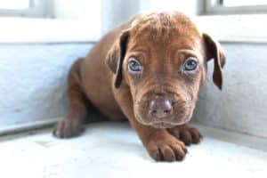 rhodesian-ridgeback-breeder-beige-6_11zon rhodesian ridgeback breeder beige