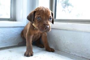 rhodesian-ridgeback-breeder-beige-7 rhodesian ridgeback breeder beige