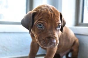 rhodesian-ridgeback-breeder-beige-8 rhodesian ridgeback breeder beige