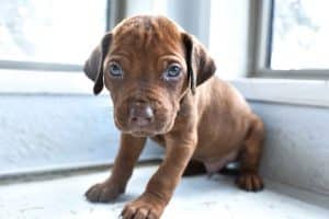 rhodesian-ridgeback-breeder-beige-9 rhodesian ridgeback breeder beige