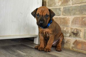 rhodesian-ridgeback-breeder-black-1 ridgeback puppies for sale austin texas 2025 litter blue