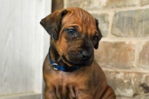 rhodesian-ridgeback-breeder-black-2 rhodesian ridgeback puppies foridgeback puppies for sale austin texas 2025 litter bluer sale austin texas 2025 litter black
