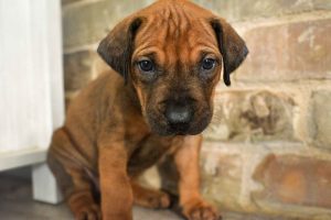 rhodesian-ridgeback-breeder-black-3 ridgeback puppies for sale austin texas 2025 litter blue