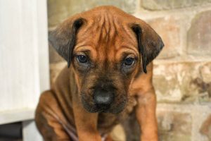 rhodesian-ridgeback-breeder-black-4 ridgeback puppies for sale austin texas 2025 litter blue
