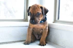 rhodesian-ridgeback-breeder-black-5 ridgeback puppies for sale austin texas 2025 litter blue