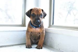 rhodesian-ridgeback-breeder-black-6 ridgeback puppies for sale austin texas 2025 litter blue