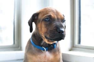 rhodesian-ridgeback-breeder-black-7 ridgeback puppies for sale austin texas 2025 litter blue
