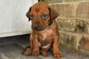 rhodesian-ridgeback-breeder-darkgreen-1 rhodesian ridgeback puppies for sale austin texas 2025 litter dark green