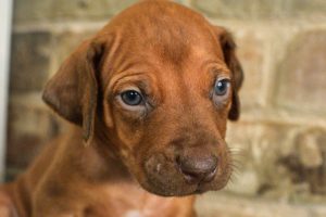 rhodesian-ridgeback-breeder-darkgreen-2 rhodesian ridgeback puppies for sale austin texas 2025 litter dark green