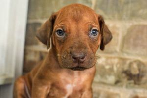rhodesian-ridgeback-breeder-darkgreen-3 rhodesian ridgeback puppies for sale austin texas 2025 litter dark green