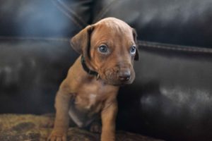 rhodesian-ridgeback-breeder-darkgreen-4 rhodesian ridgeback puppies for sale austin texas 2025 litter dark green