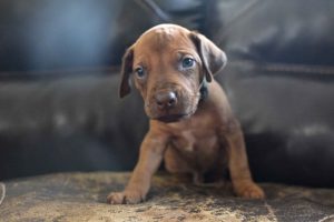 rhodesian-ridgeback-breeder-darkgreen-5 rhodesian ridgeback puppies for sale austin texas 2025 litter dark green