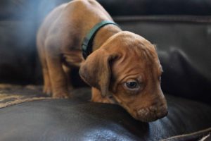 rhodesian-ridgeback-breeder-darkgreen-6 rhodesian ridgeback puppies for sale austin texas 2025 litter dark green