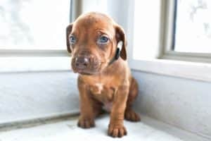 rhodesian-ridgeback-breeder-darkgreen-7 rhodesian ridgeback puppies for sale austin texas 2025 litter dark green