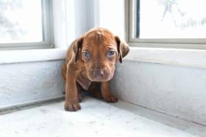 rhodesian-ridgeback-breeder-darkgreen-8 rhodesian ridgeback puppies for sale austin texas 2025 litter dark green
