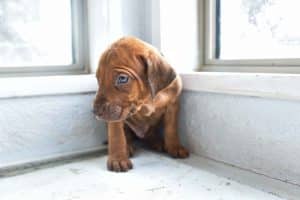 rhodesian-ridgeback-breeder-darkgreen-9 rhodesian ridgeback puppies for sale austin texas 2025 litter dark green