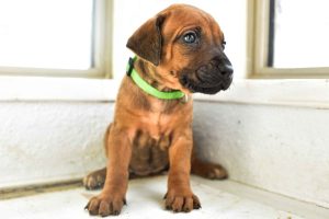 ridgeback puppies for sale austin texas 2025 litter green ridgeback puppies for sale austin texas 2025 litter green