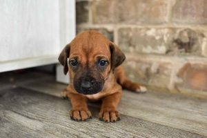 ridgeback puppies for sale austin texas 2025 litter green ridgeback puppies for sale austin texas 2025 litter green