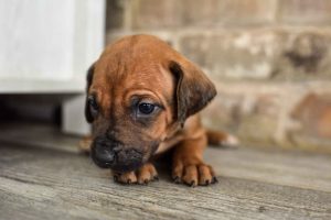 ridgeback puppies for sale austin texas 2025 litter green ridgeback puppies for sale austin texas 2025 litter green