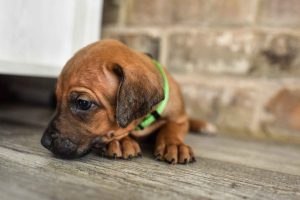 ridgeback puppies for sale austin texas 2025 litter green ridgeback puppies for sale austin texas 2025 litter green