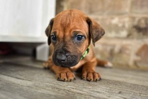 ridgeback puppies for sale austin texas 2025 litter green ridgeback puppies for sale austin texas 2025 litter green