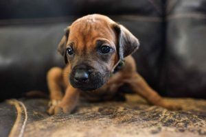 ridgeback puppies for sale austin texas 2025 litter green ridgeback puppies for sale austin texas 2025 litter green