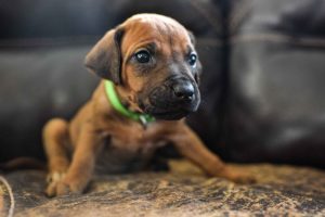 ridgeback puppies for sale austin texas 2025 litter green ridgeback puppies for sale austin texas 2025 litter green