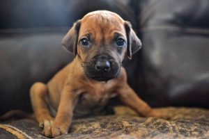 ridgeback puppies for sale austin texas 2025 litter green ridgeback puppies for sale austin texas 2025 litter green