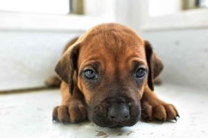 ridgeback puppies for sale austin texas 2025 litter green ridgeback puppies for sale austin texas 2025 litter green