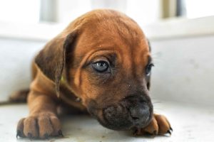 ridgeback puppies for sale austin texas 2025 litter green ridgeback puppies for sale austin texas 2025 litter green