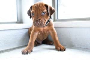 rhodesian-ridgeback-breeder-grey-1 rhodesian ridgeback puppies for sale austin texas 2025 litter grey