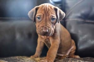 rhodesian-ridgeback-breeder-grey-10 rhodesian ridgeback puppies for sale austin texas 2025 litter grey