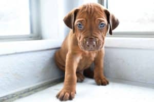 rhodesian-ridgeback-breeder-grey-2 rhodesian ridgeback puppies for sale austin texas 2025 litter grey