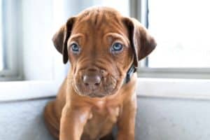 rhodesian-ridgeback-breeder-grey-3 rhodesian ridgeback puppies for sale austin texas 2025 litter grey