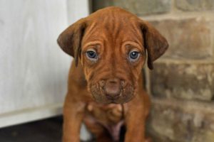 rhodesian-ridgeback-breeder-grey-4 rhodesian ridgeback puppies for sale austin texas 2025 litter grey