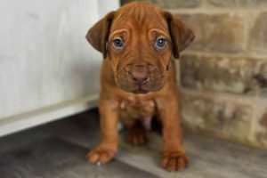 rhodesian-ridgeback-breeder-grey-5 rhodesian ridgeback puppies for sale austin texas 2025 litter grey