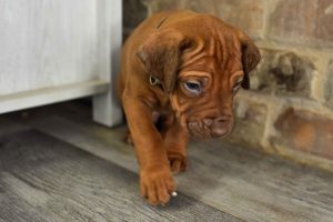 rhodesian-ridgeback-breeder-grey-6 rhodesian ridgeback puppies for sale austin texas 2025 litter grey