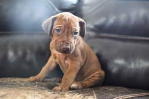 rhodesian-ridgeback-breeder-grey-7 rhodesian ridgeback puppies for sale austin texas 2025 litter grey
