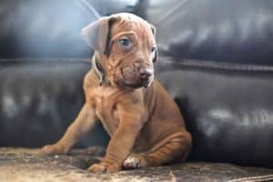 rhodesian-ridgeback-breeder-grey-8 rhodesian ridgeback puppies for sale austin texas 2025 litter grey