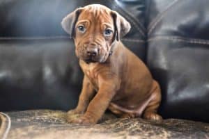 rhodesian-ridgeback-breeder-grey-9 rhodesian ridgeback puppies for sale austin texas 2025 litter grey