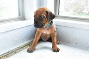 rhodesian-ridgeback-breeder-lightblue-1 rhodesian ridgeback puppies for sale austin texas 2025 litter light blue