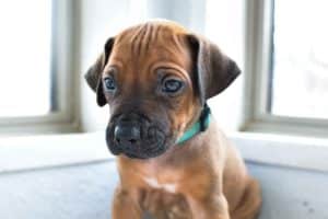 rhodesian-ridgeback-breeder-lightblue-2 rhodesian ridgeback puppies for sale austin texas 2025 litter light blue