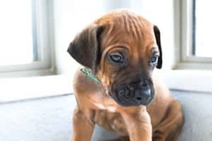 rhodesian-ridgeback-breeder-lightblue-3 rhodesian ridgeback puppies for sale austin texas 2025 litter light blue